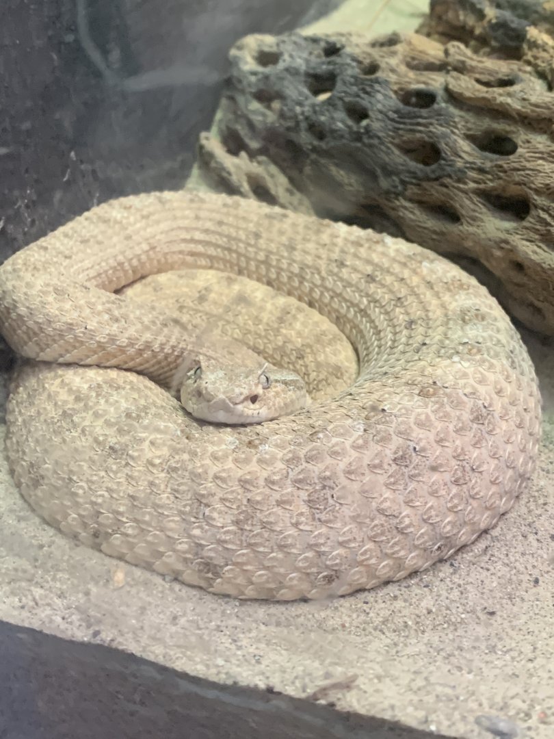 Mar. 2020 - Common sidewinder