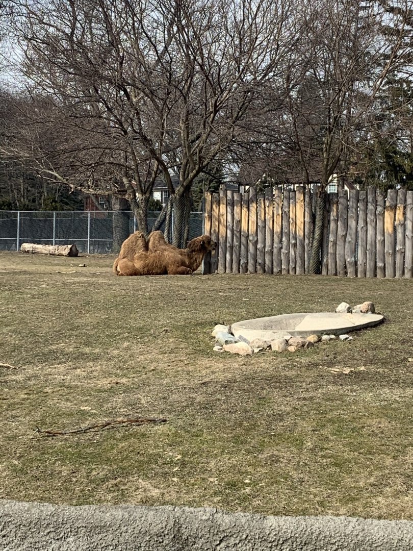 Mar. 2020 - Domestic Bactrian camel