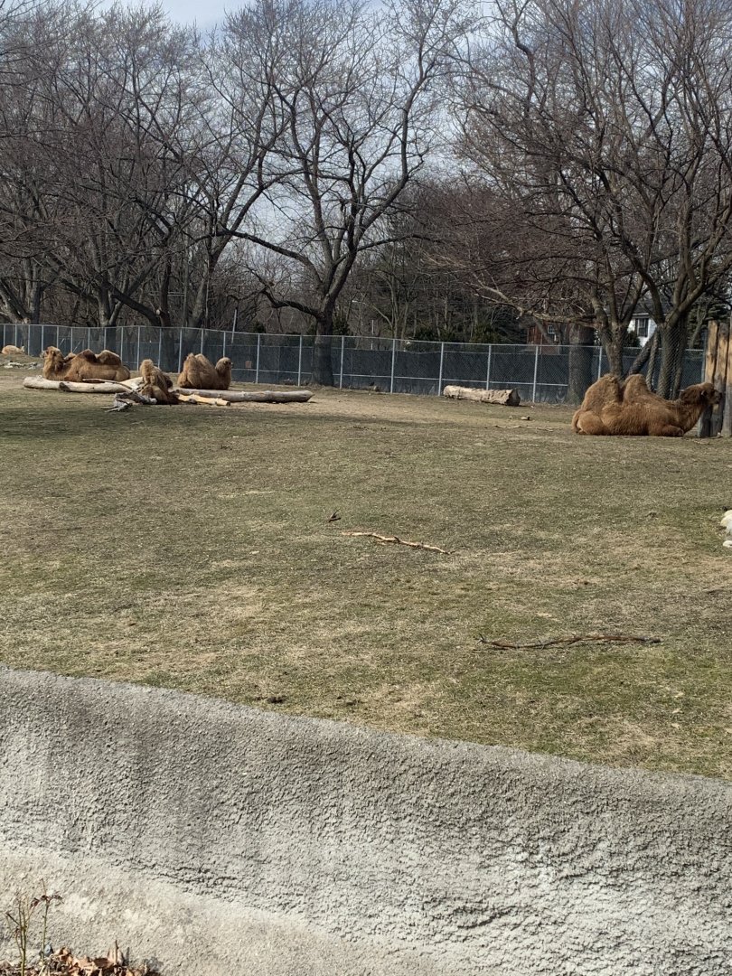 Mar. 2020 - Domestic Bactrian camel