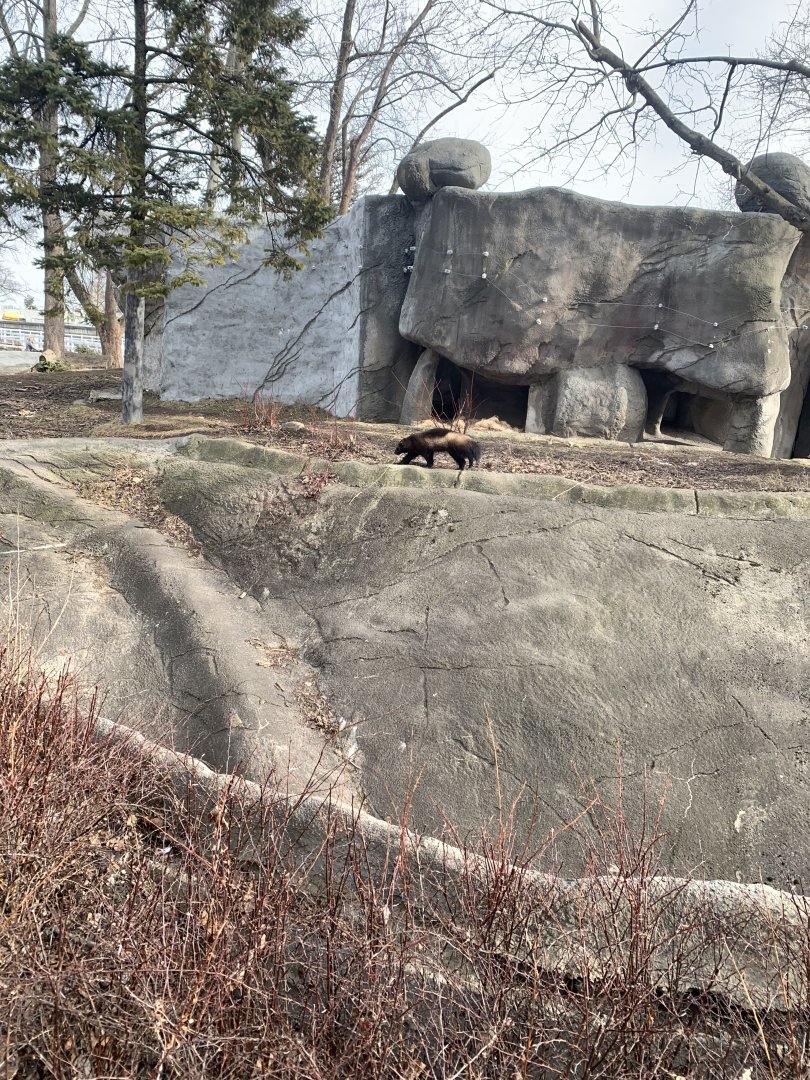Mar. 2020 - Eurasian wolverine