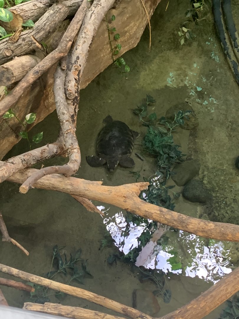 Mar. 2020 - Fly River turtle
