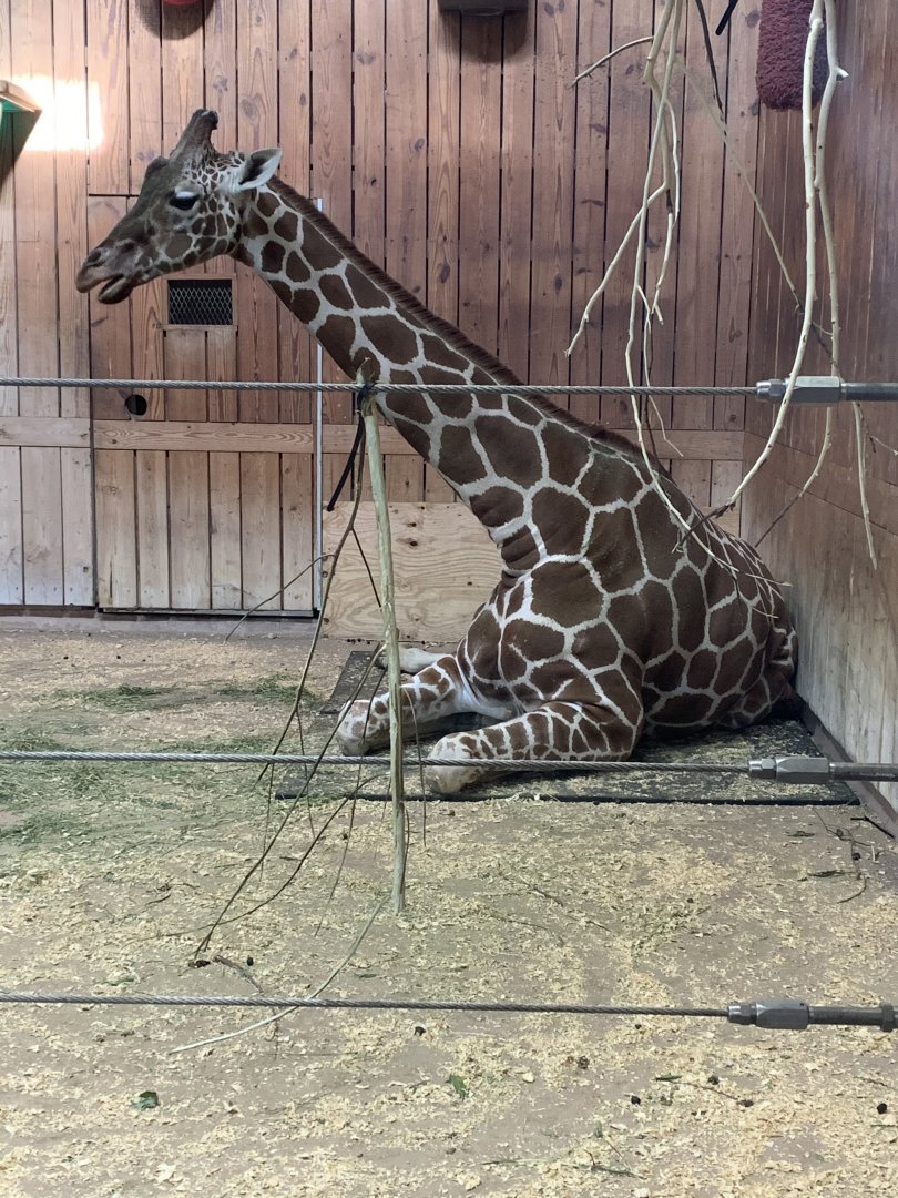 Mar. 2020 - Generic giraffe