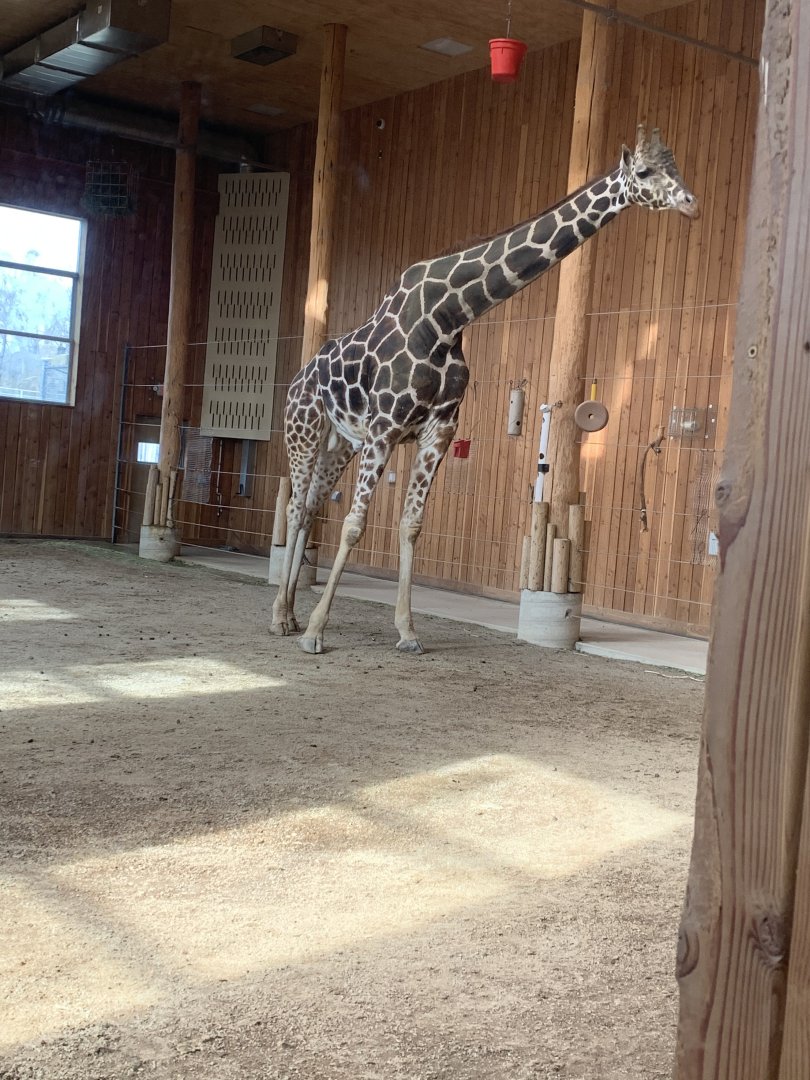 Mar. 2020 - Generic giraffe