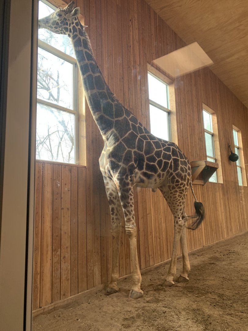Mar. 2020 - Generic giraffe