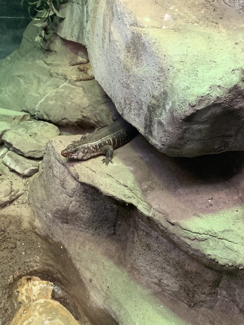 Mar. 2020 - Giant plated lizard