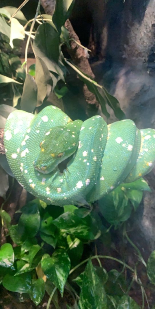 Mar. 2020 - Green tree python
