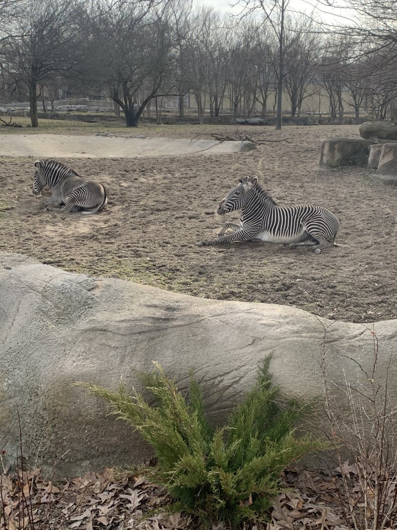 Mar. 2020 - Grevy’s zebra