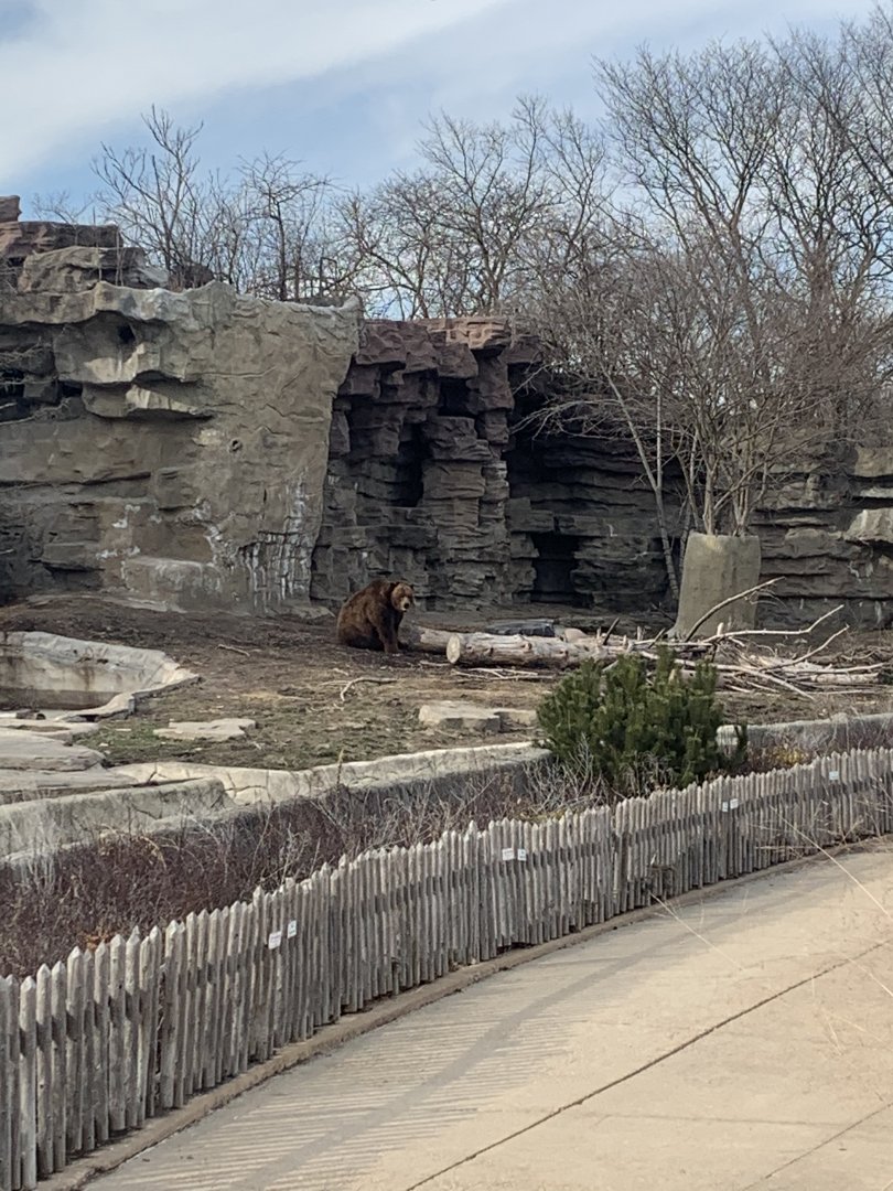 Mar. 2020 - Grizzly bear