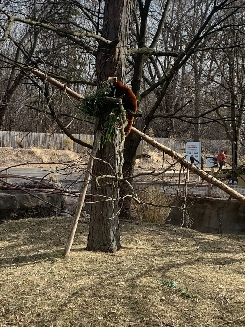 Mar. 2020 - Himalayan red panda