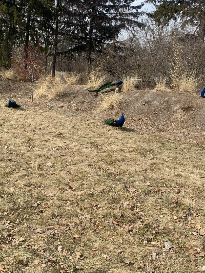 Mar. 2020 - Indian peafowl
