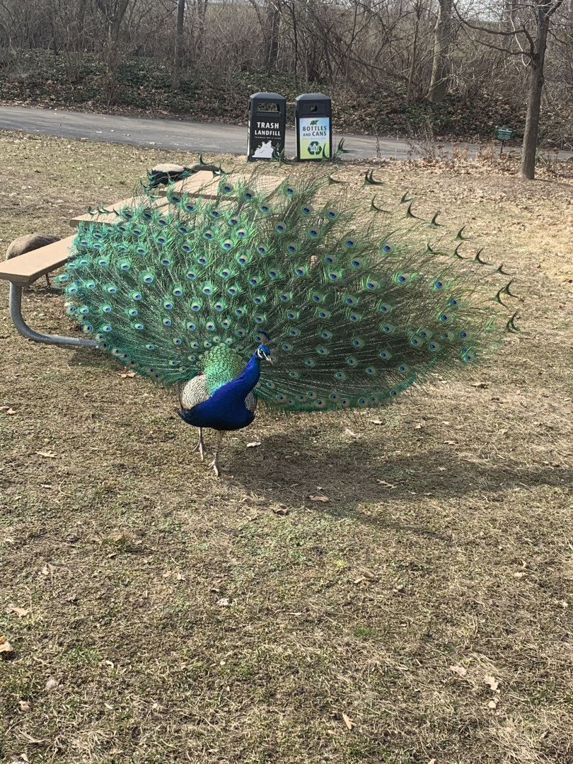 Mar. 2020 - Indian peafowl