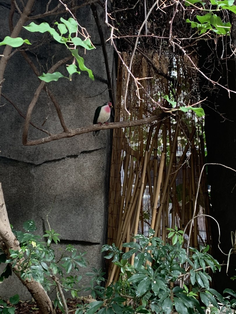 Mar. 2020 - Jambu fruit dove