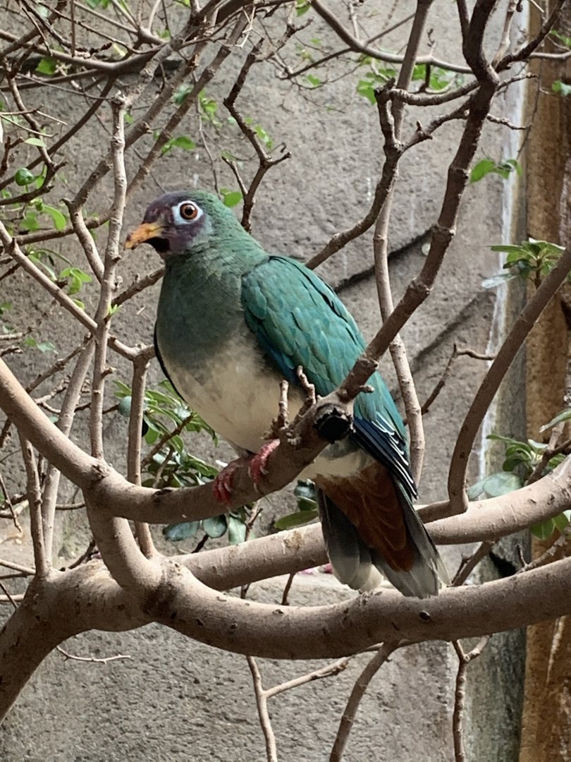 Mar. 2020 - Jambu fruit dove
