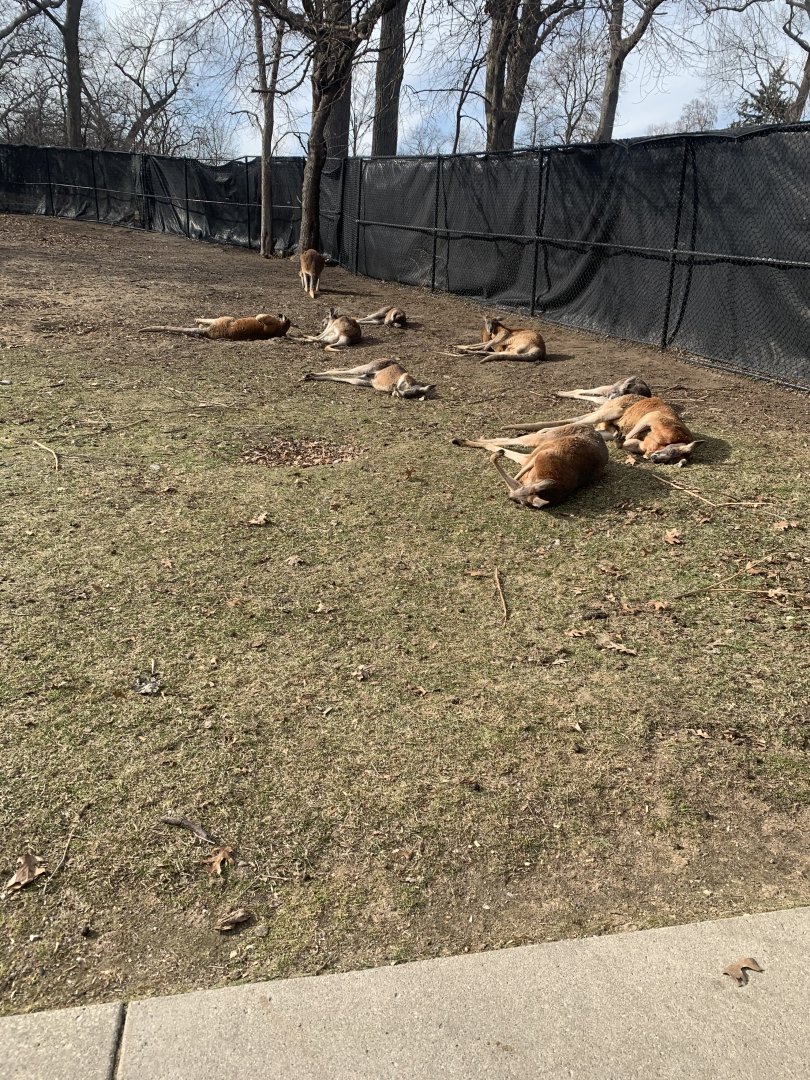 Mar. 2020 - Red kangaroo