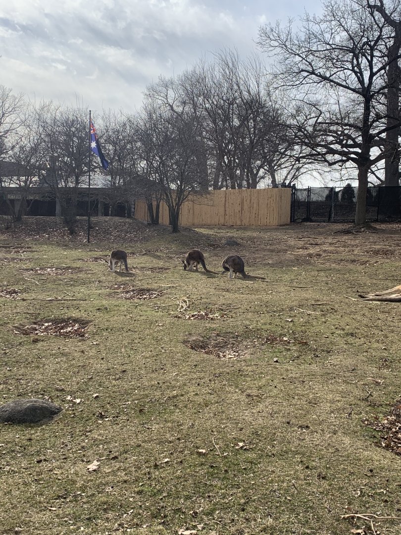 Mar. 2020 - Red kangaroo