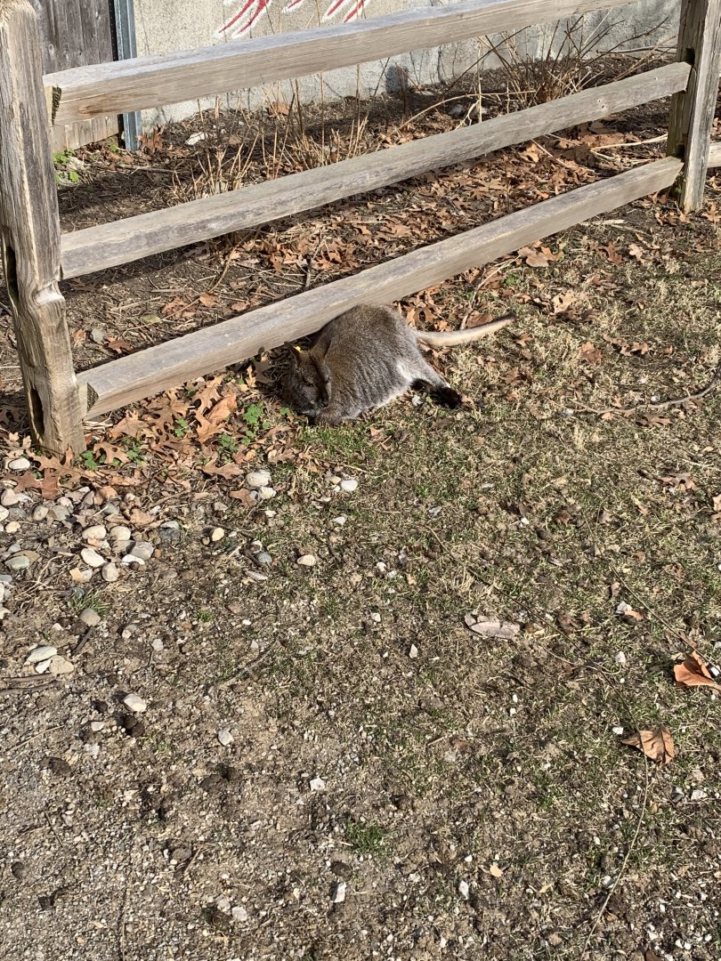 Mar. 2020 - Red-necked wallaby