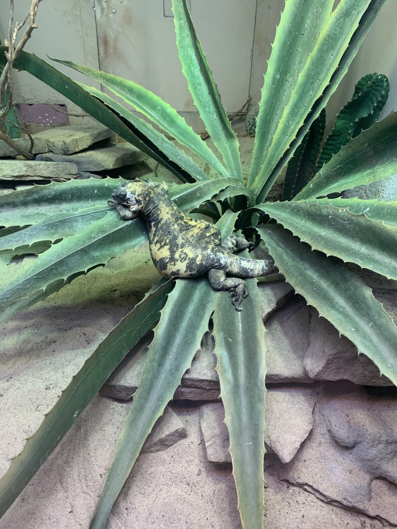 Mar. 2020 - San Esteban Island chuckwalla