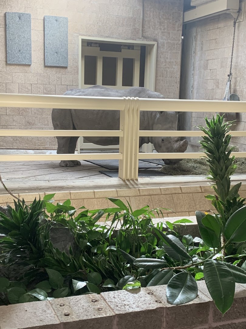 Mar. 2020 - Southern white rhinoceros