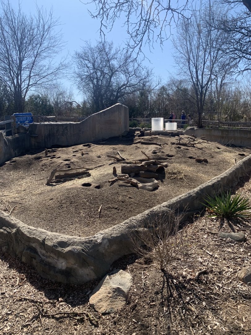 Mar. 2021- Black-tailed prairie dog exhibit