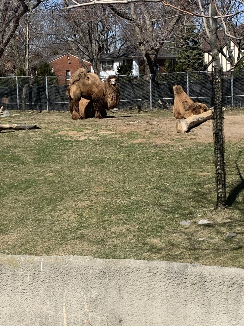 Mar. 2021- Domestic Bactrian camels