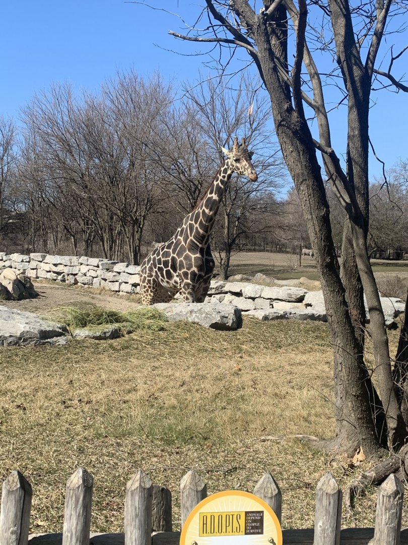 Mar. 2021- Generic giraffe
