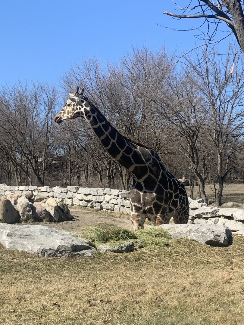 Mar. 2021- Generic giraffe