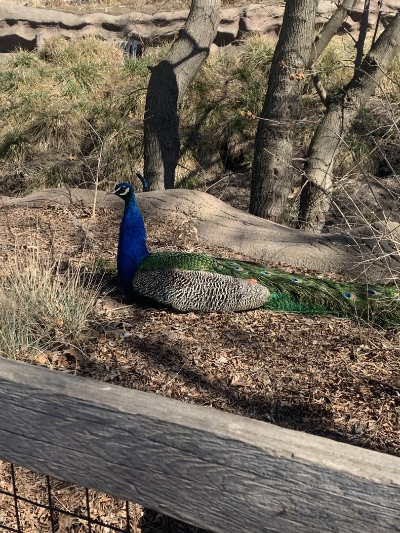 Mar. 2021- Indian peafowl