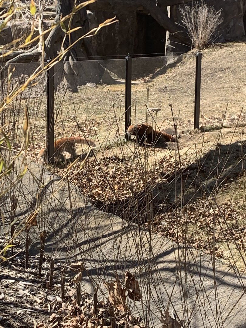 Mar. 2021- Red pandas