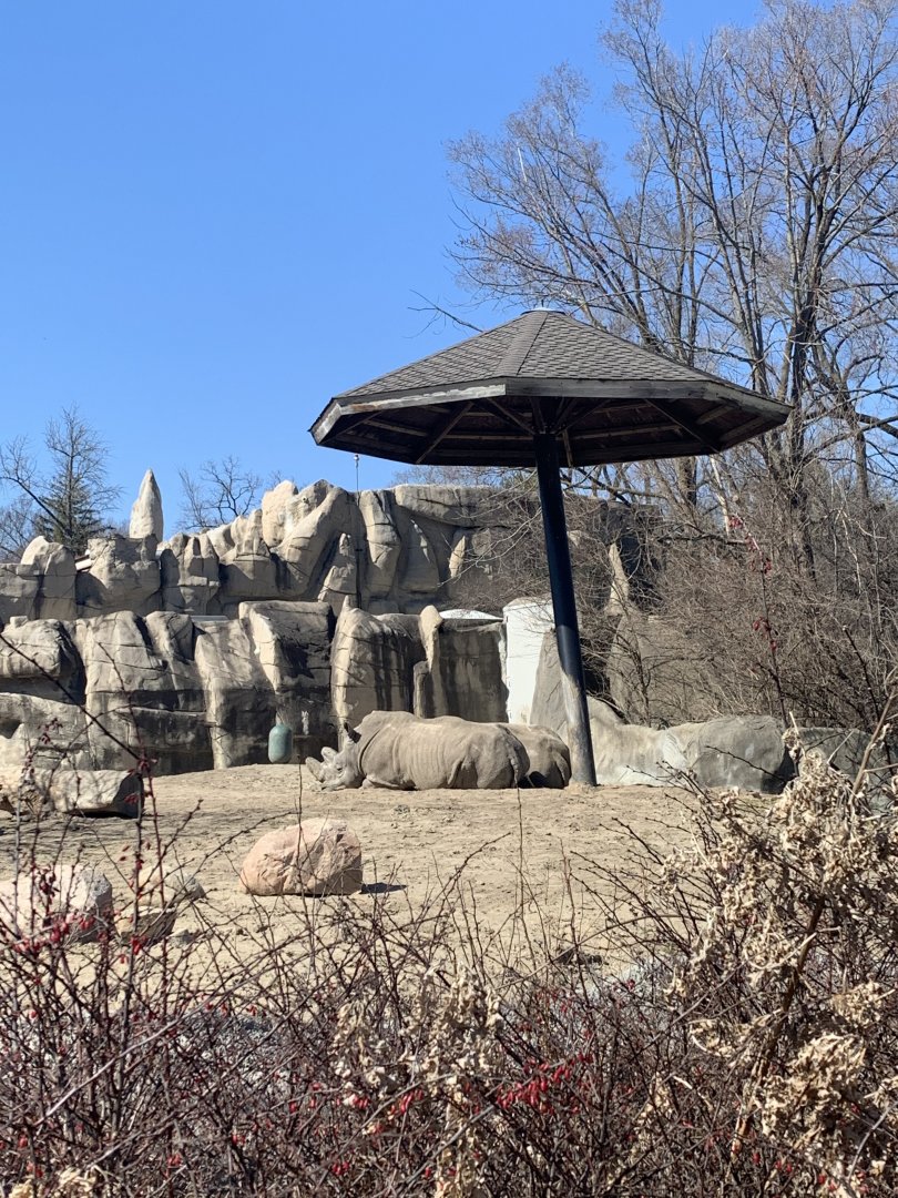 Mar. 2021- Southern white rhinoceros