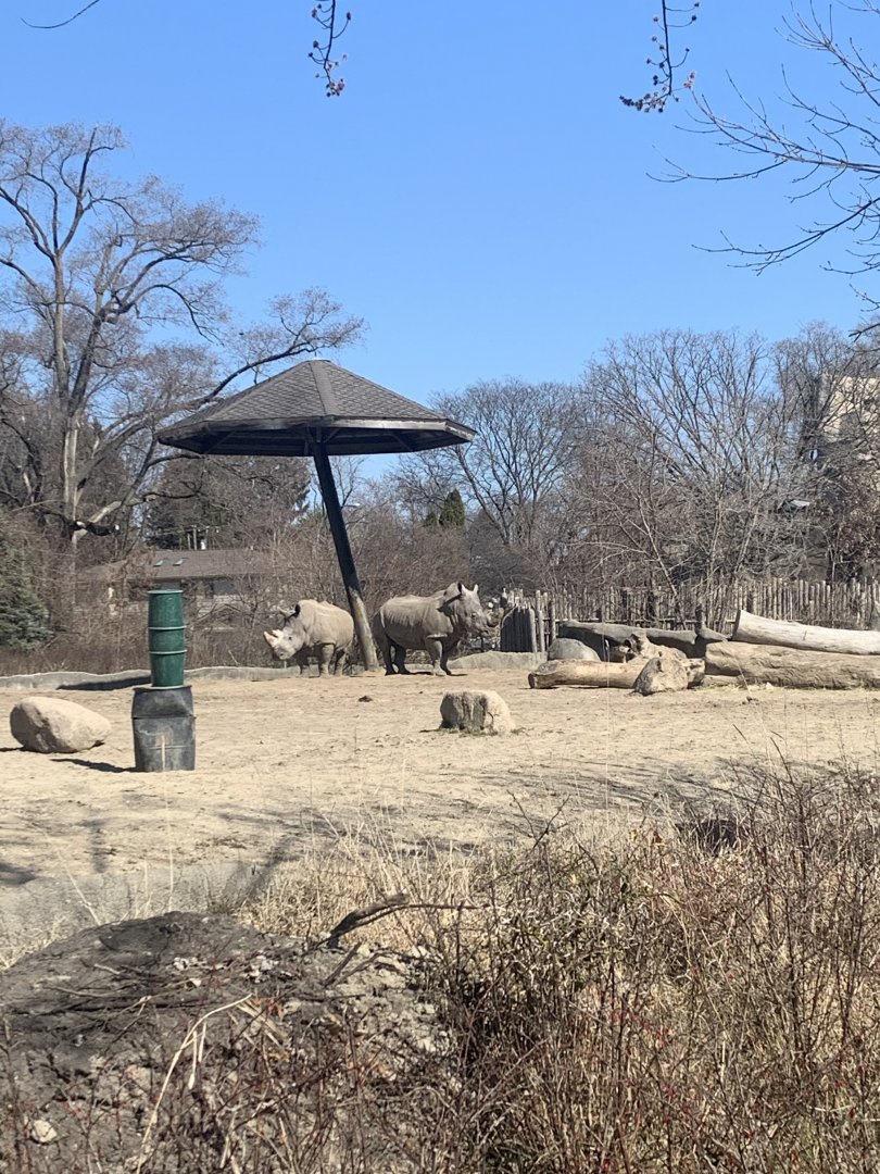 Mar. 2021- Southern white rhinoceros