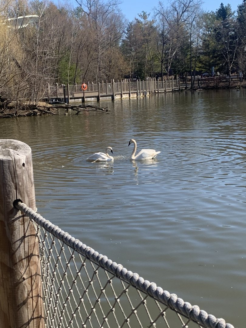 Mar. 2021- Trumpeter swans