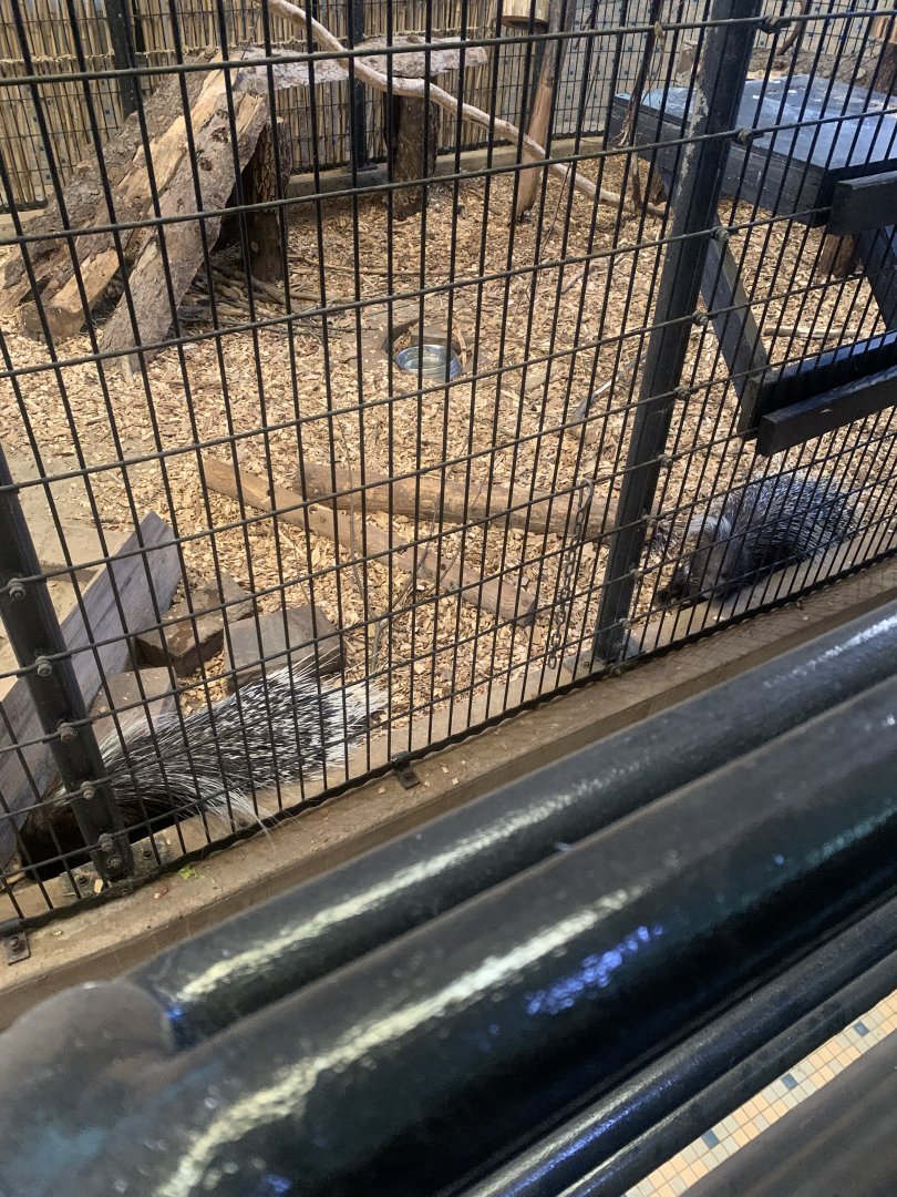 Mar. 2022- African crested porcupines