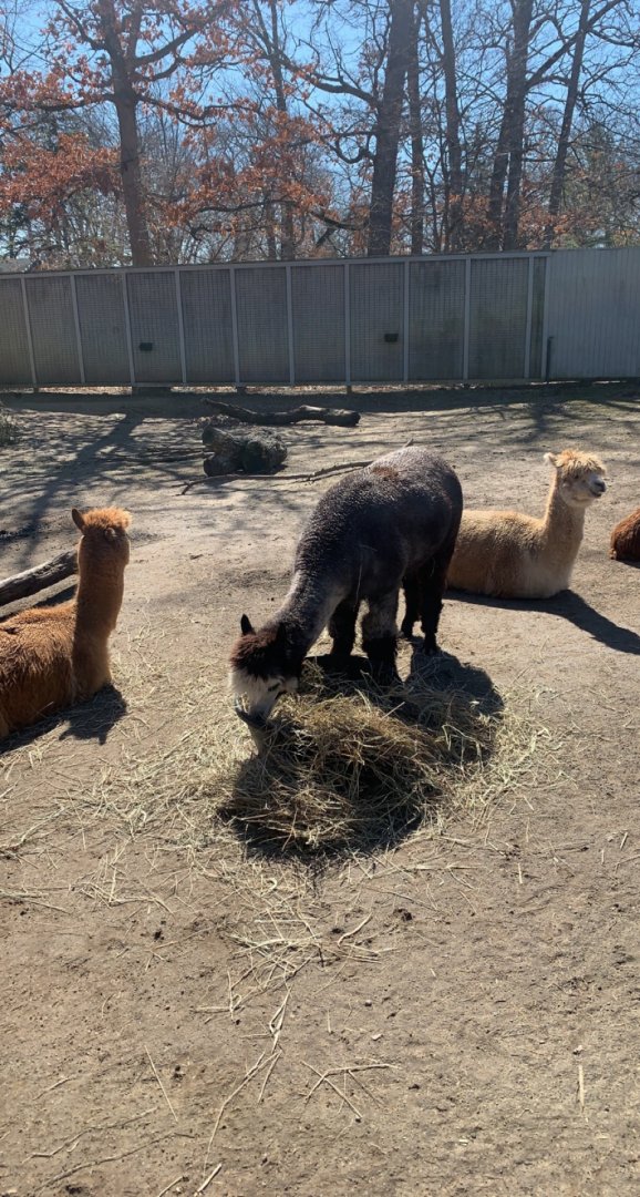 Mar. 2022- Alpacas