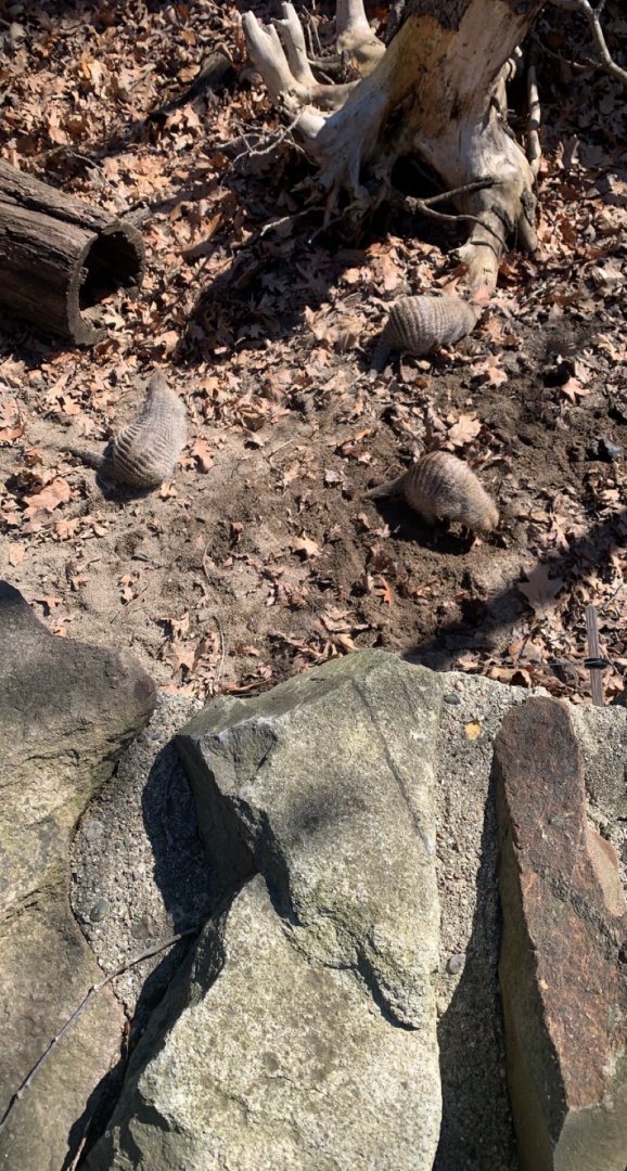 Mar. 2022- Banded mongooses