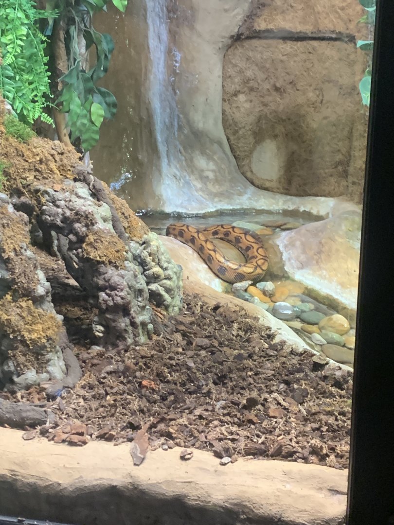 Mar. 2022- Brazilian rainbow boa