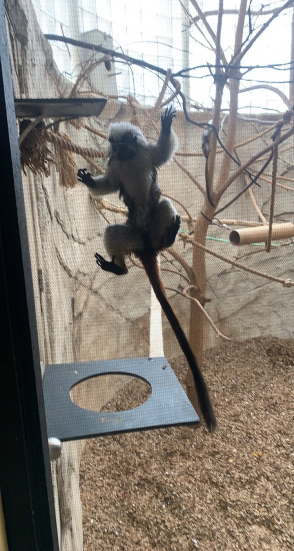 Mar. 2022- Cotton-top tamarin