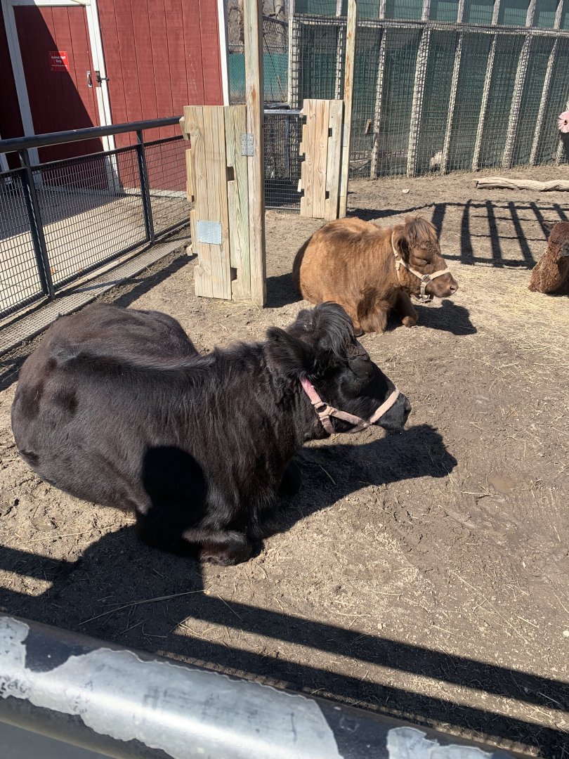 Mar. 2022- Dexter cattle