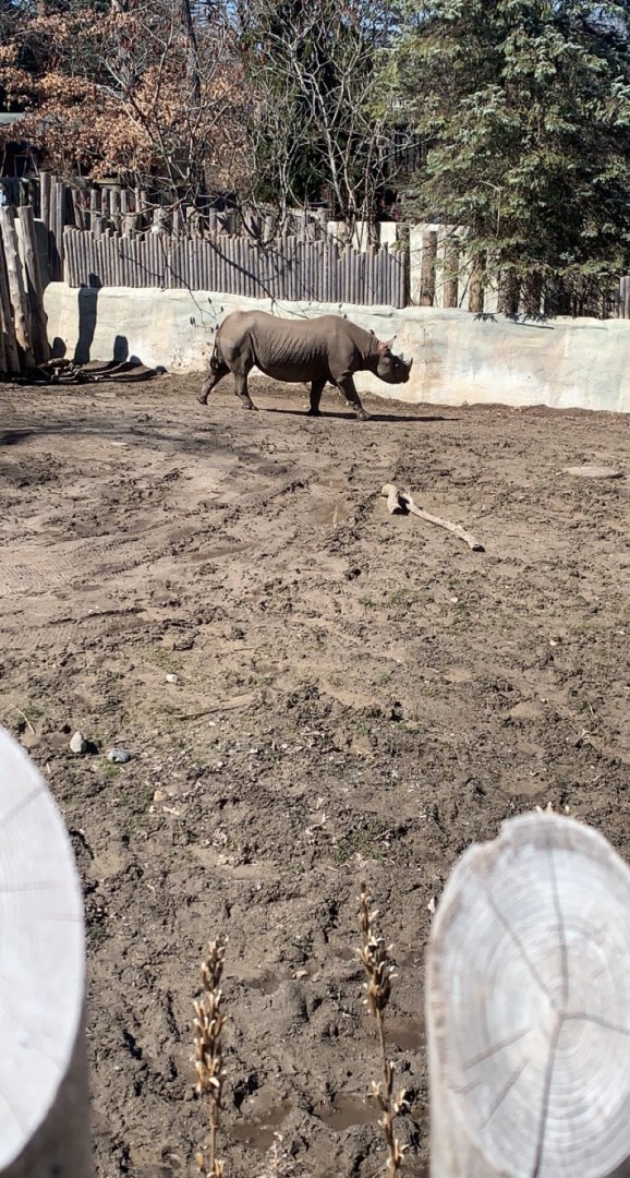 Mar. 2022- Eastern black rhinoceros