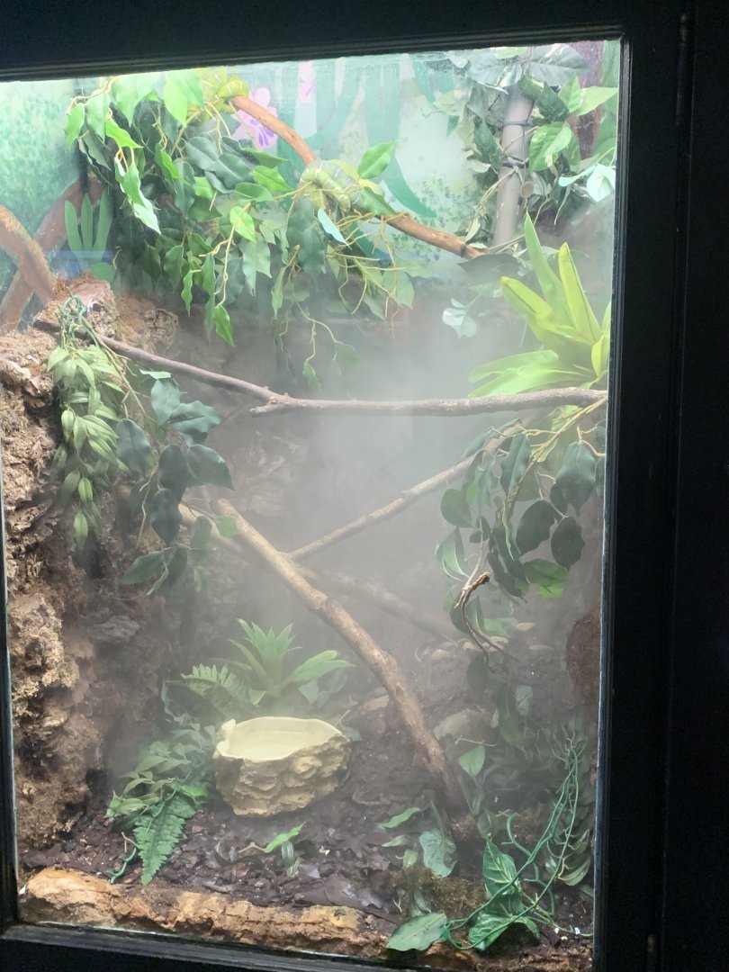 Mar. 2022- Emerald tree boa