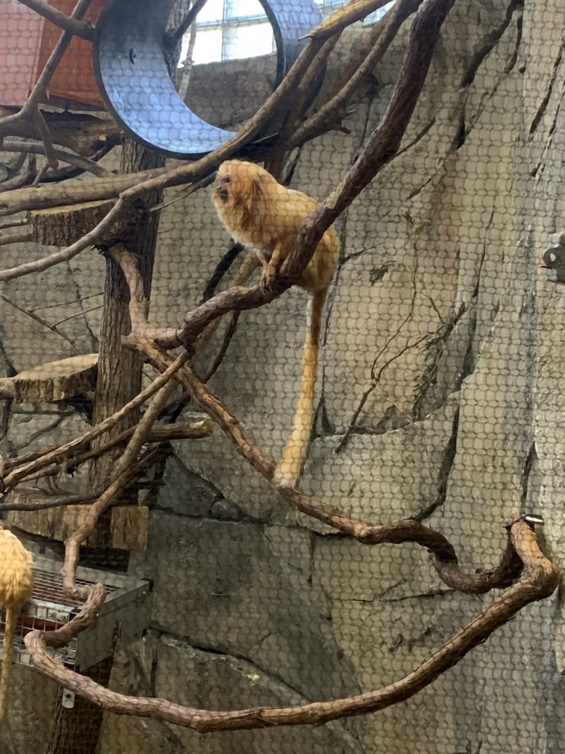 Mar. 2022- Golden lion tamarin