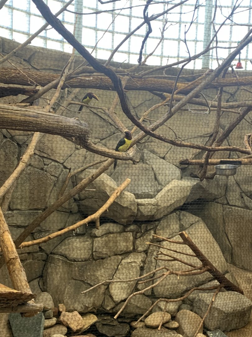 Mar. 2022- Green aracaris