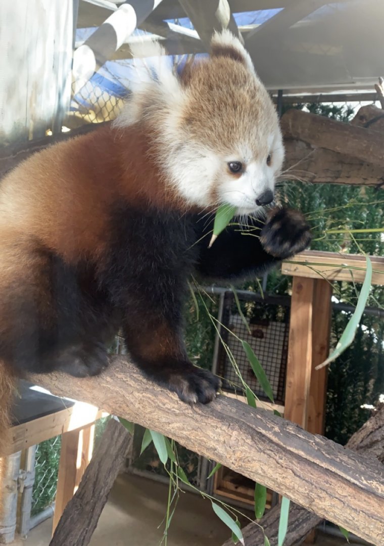 Mar. 2022- Himalayan red panda
