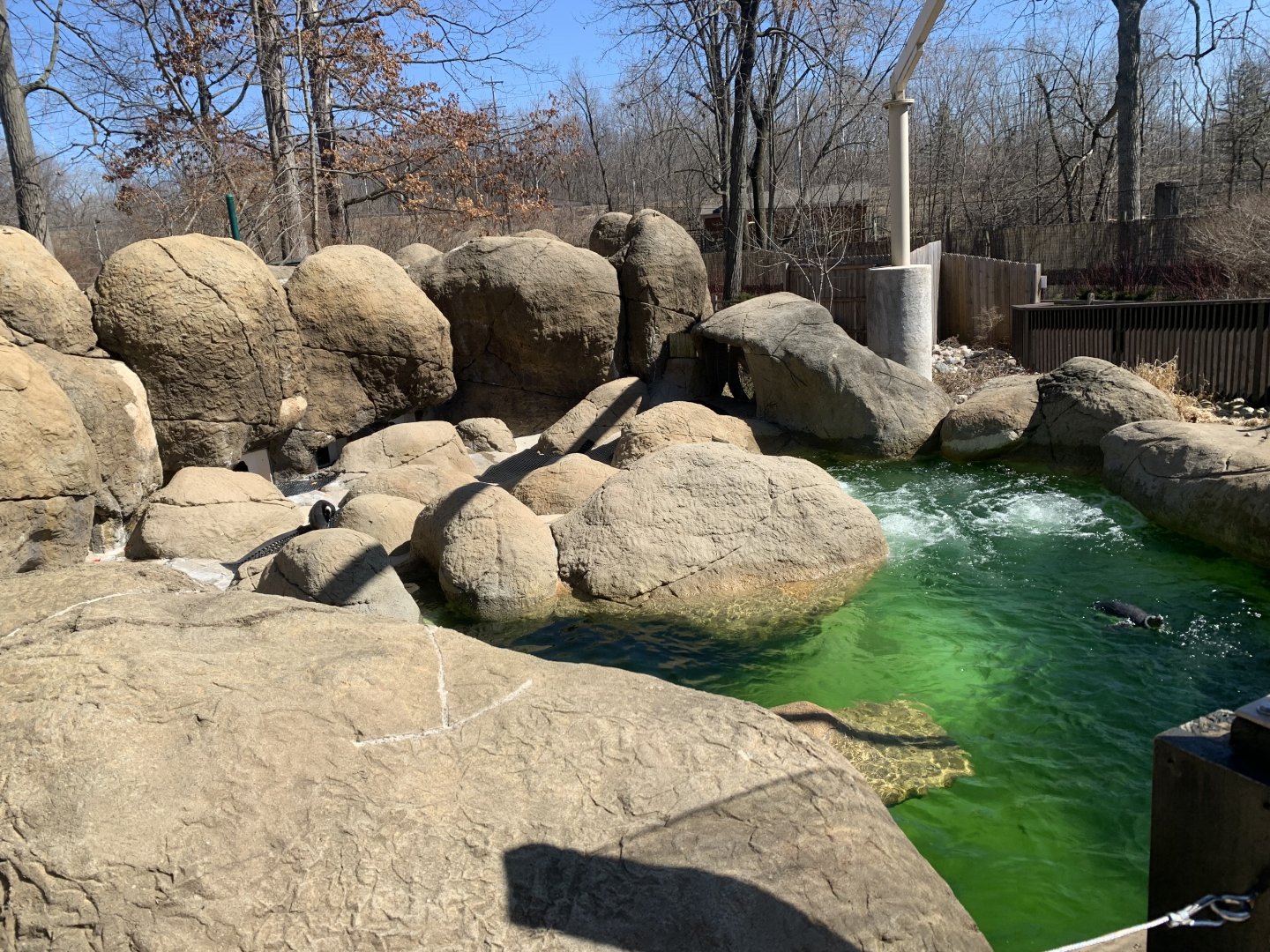Mar. 2022- Magellanic penguin exhibit