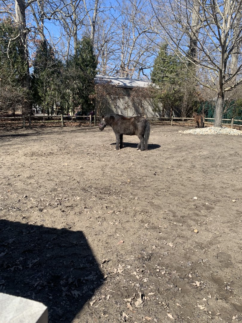 Mar. 2022- Miniature horse yard