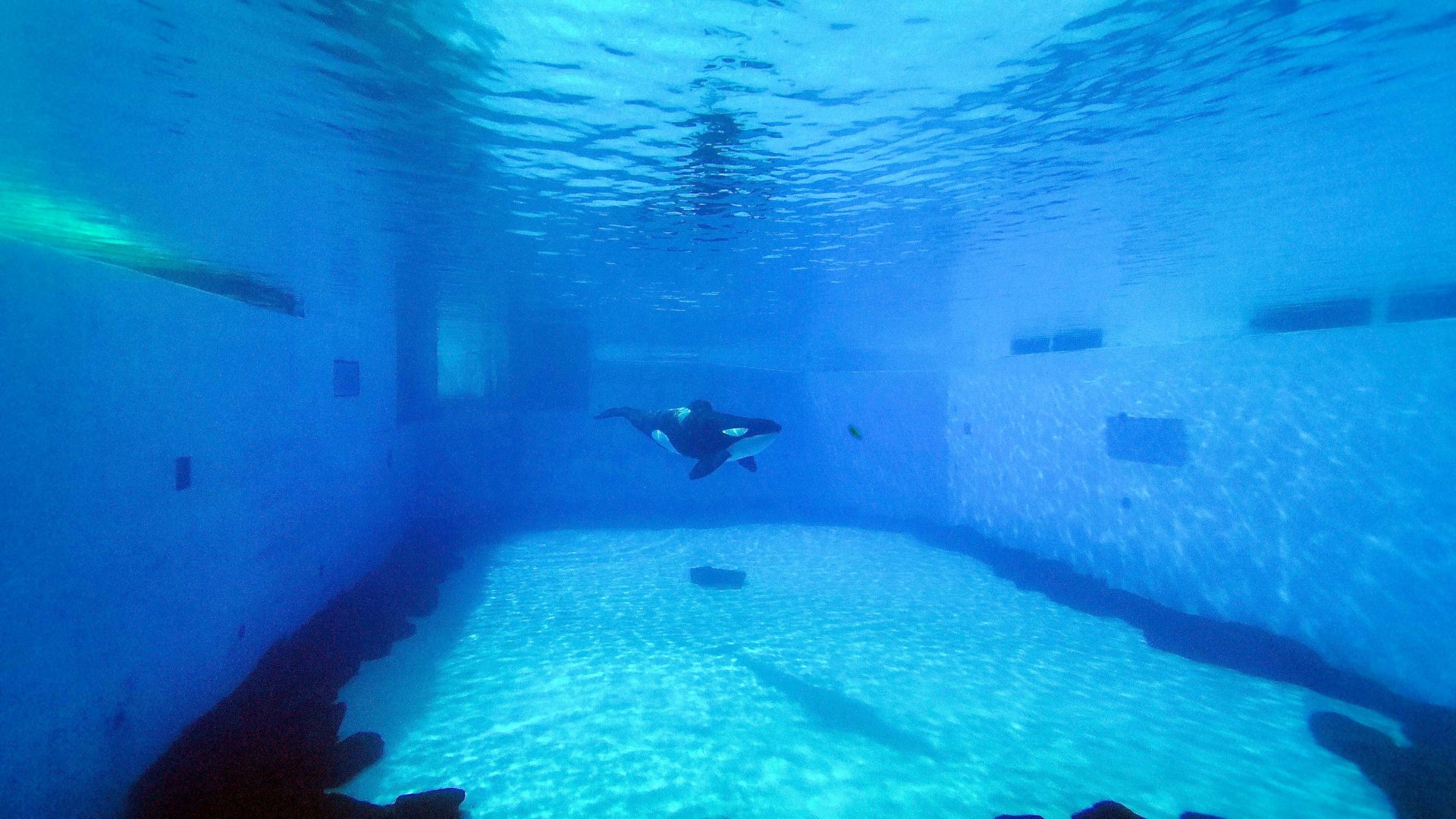 Mar. 2022 - Orca Encounter - Underwater View (Makaio)