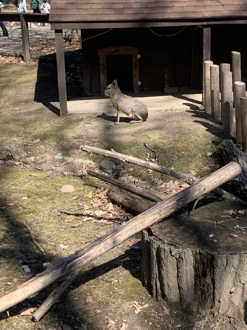 Mar. 2022- Patagonian mara