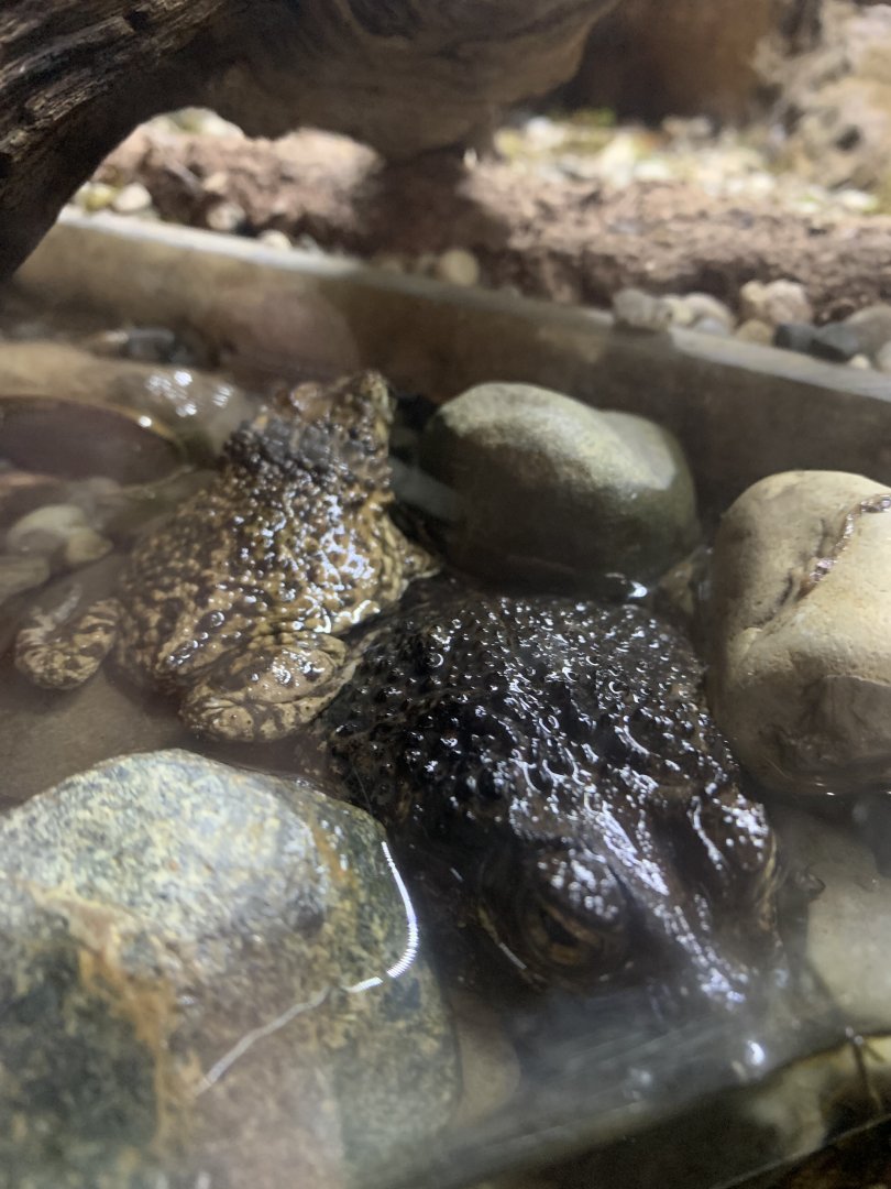 Mar. 2022- Puerto Rican crested toads