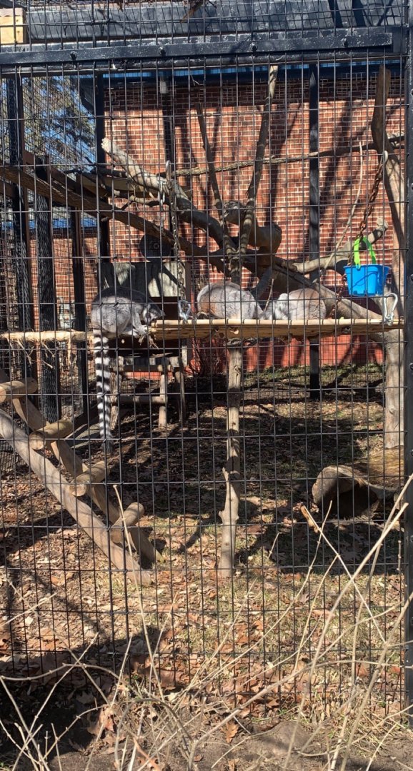 Mar. 2022- Ring-tailed lemurs