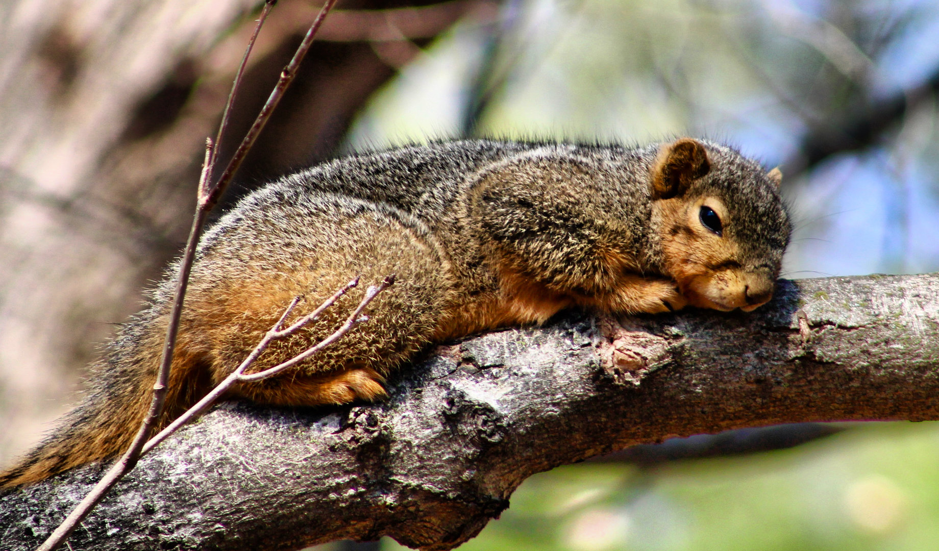 Mar. 2023 - Fox Squirrel