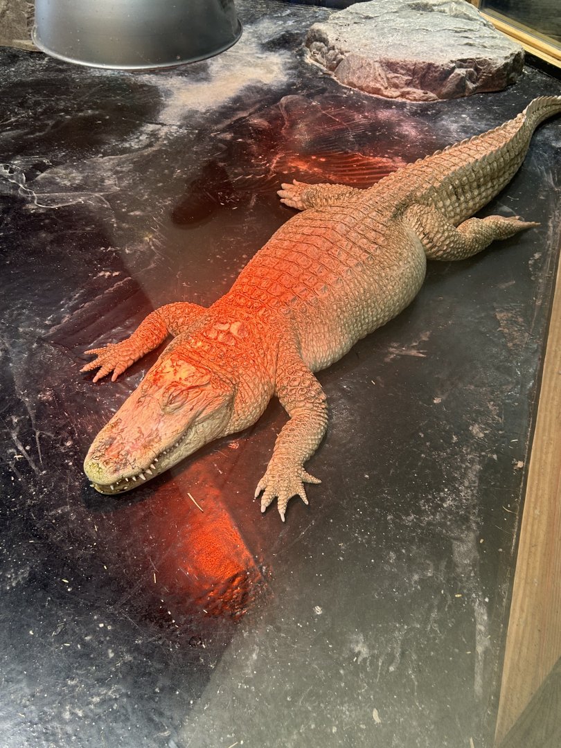 Mar. 2024- Albino American alligator